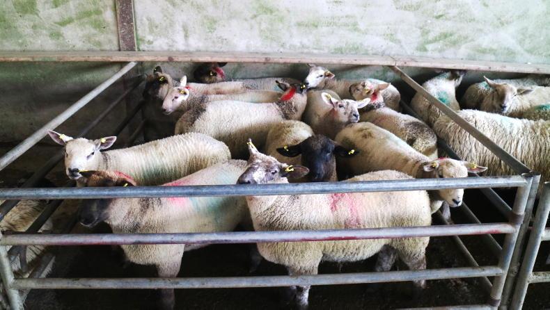 Camera at the Mart: steady buying for hoggets and lambs in Ballinasloe Camera at the Mart: steady buying for hoggets and lambs in Ballinasloe