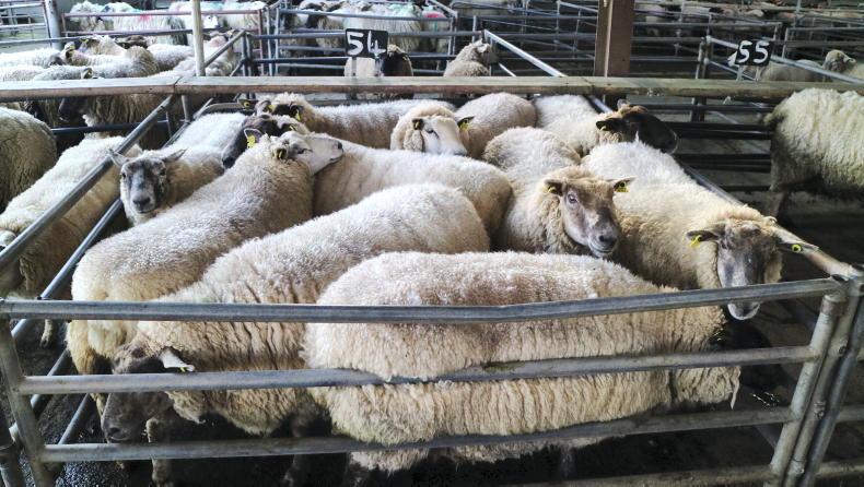 Camera at the Mart: steady buying for hoggets and lambs in Ballinasloe Camera at the Mart: steady buying for hoggets and lambs in Ballinasloe