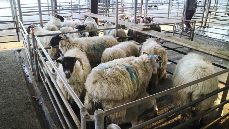 Camera at the Mart: steady buying for hoggets and lambs in Ballinasloe Camera at the Mart: steady buying for hoggets and lambs in Ballinasloe
