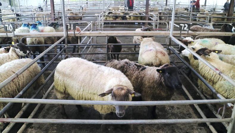 Camera at the Mart: steady buying for hoggets and lambs in Ballinasloe Camera at the Mart: steady buying for hoggets and lambs in Ballinasloe