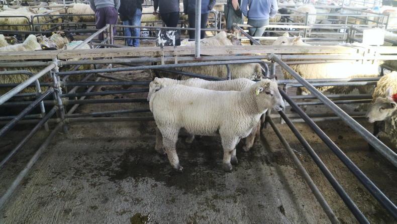 Camera at the Mart: steady buying for hoggets and lambs in Ballinasloe Camera at the Mart: steady buying for hoggets and lambs in Ballinasloe