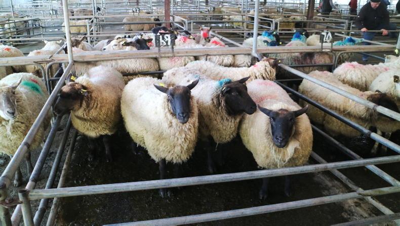 Camera at the Mart: steady buying for hoggets and lambs in Ballinasloe Camera at the Mart: steady buying for hoggets and lambs in Ballinasloe