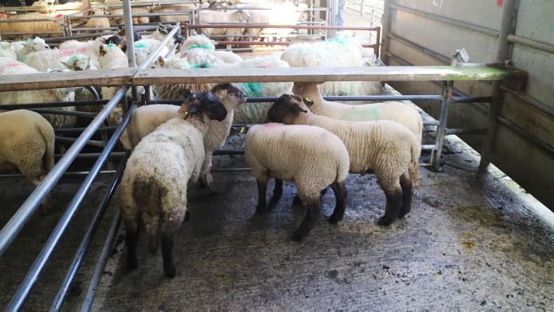 Camera at the Mart: steady buying for hoggets and lambs in Ballinasloe Camera at the Mart: steady buying for hoggets and lambs in Ballinasloe