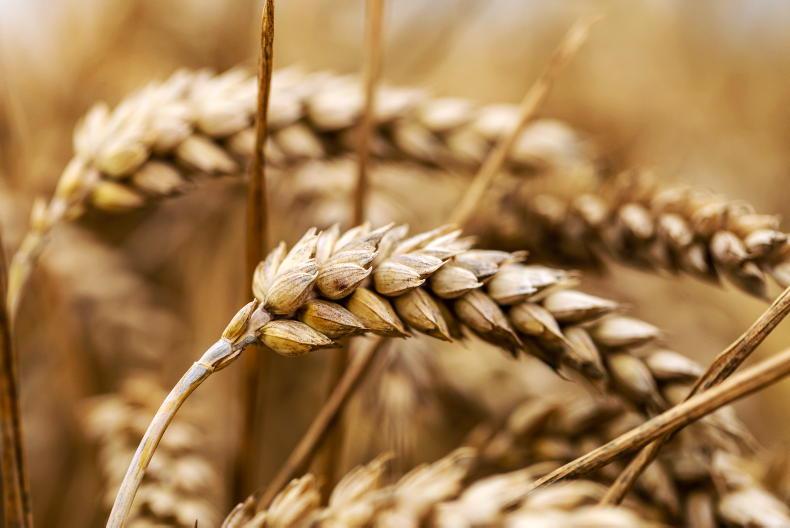International grain markets remain volatile International grain markets remain volatile