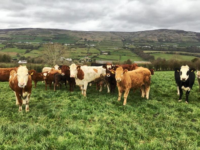 Farmer Writes: another late spring in Donegal Farmer Writes: another late spring in Donegal