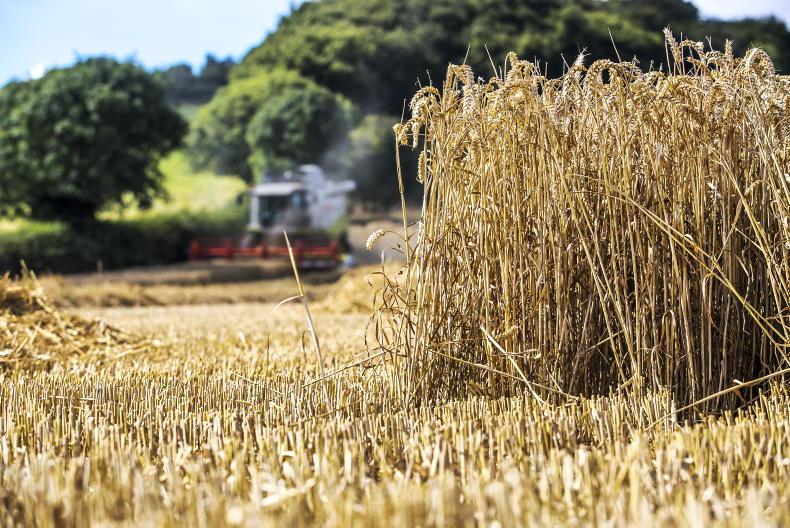 Grain Trends: new crop up as old and new edge closer Grain Trends: new crop up as old and new edge closer