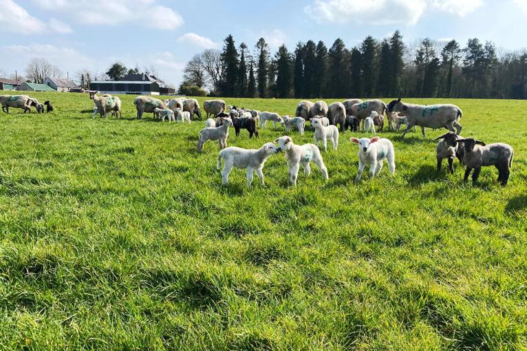 Watch: grass growth explosion on Tullamore Farm Watch: grass growth explosion on Tullamore Farm