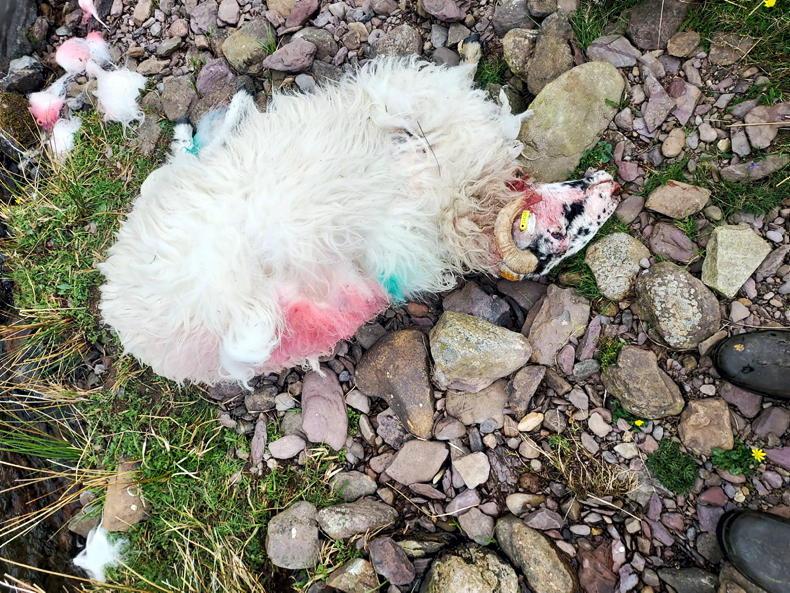 Nearly 30 sheep killed by Alsatian in Tipperary Nearly 30 sheep killed by Alsatian in Tipperary