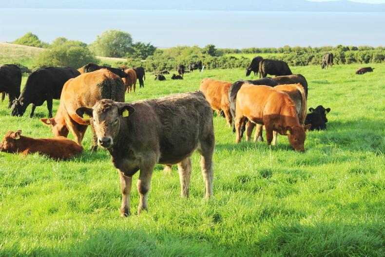 BPS closing, dosing bought in cattle and grass management tips for the week ahead BPS closing, dosing bought in cattle and grass management tips for the week ahead