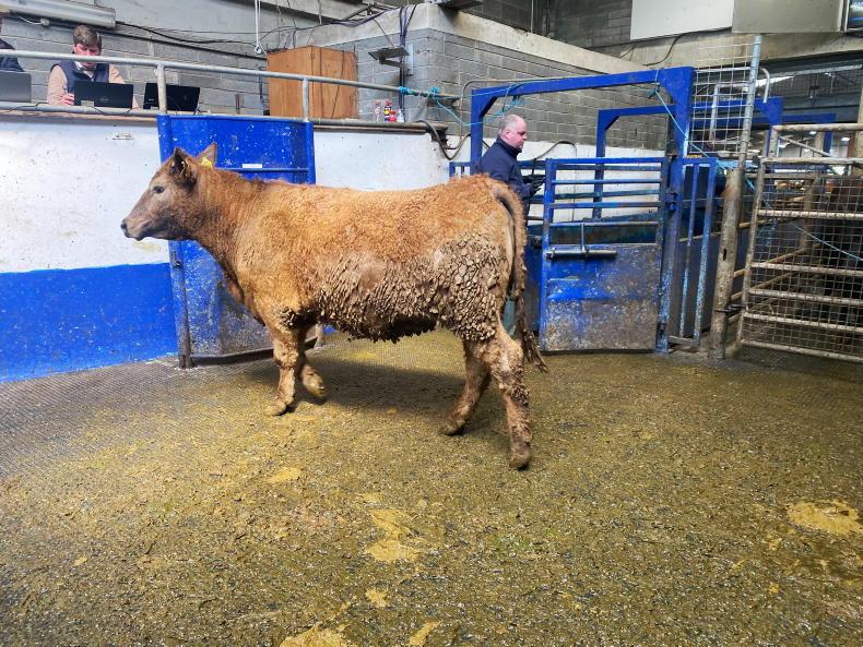 Heavy bullocks hit record mart prices Heavy bullocks hit record mart prices