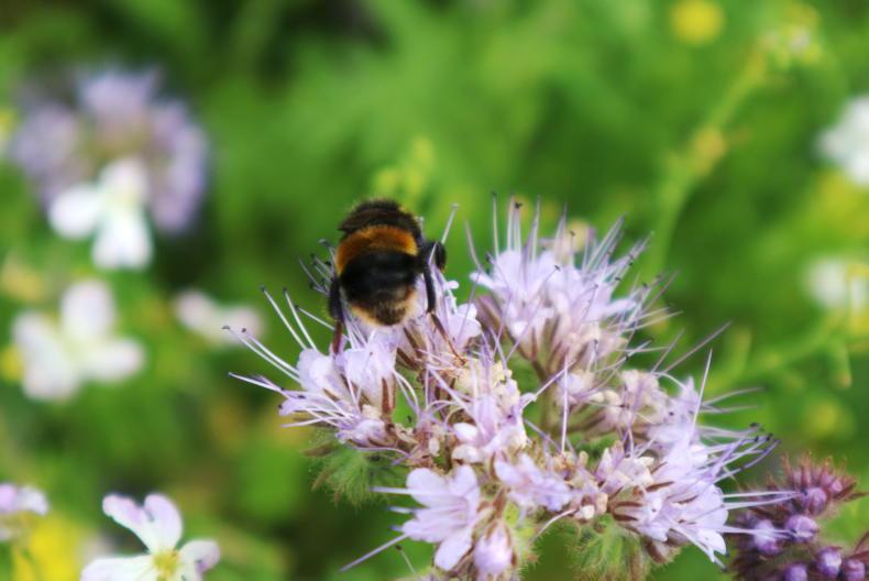 Citizens’ Assembly on Biodiversity seeks more rural and urban engagement Citizens’ Assembly on Biodiversity seeks more rural and urban engagement