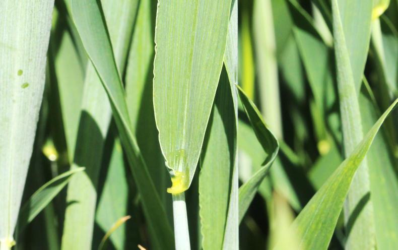 Time for fungicides on most crops Time for fungicides on most crops