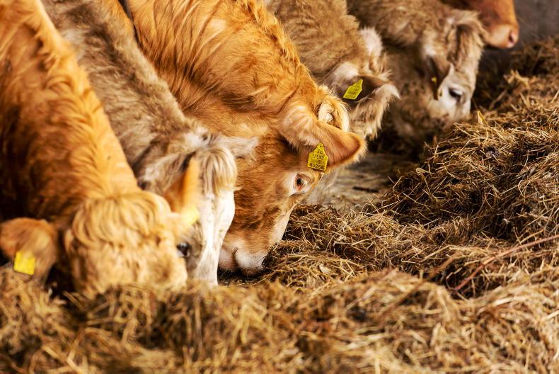 NI Trends: heifer prices pushing on to 450p/kg; lamb quotes up 10p/kg NI Trends: heifer prices pushing on to 450p/kg; lamb quotes up 10p/kg