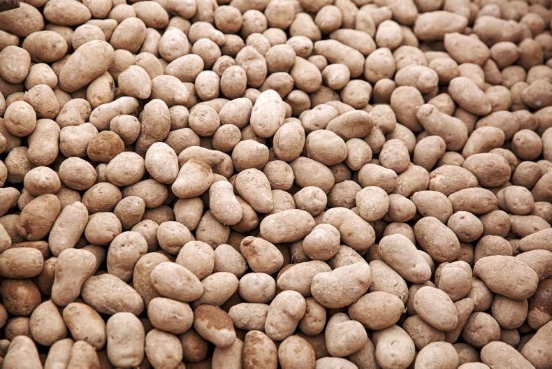 IFA potato report: both planting and lifting taking place IFA potato report: both planting and lifting taking place