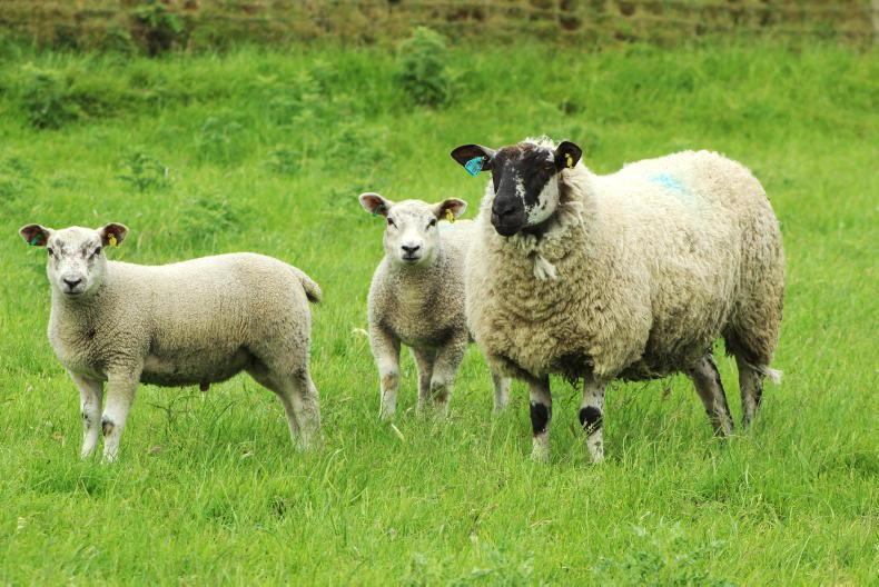 Lamb throughput rises to 53% of weekly kill Lamb throughput rises to 53% of weekly kill