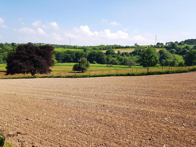 Last chance saloon for wild bird cover and ragwort control Last chance saloon for wild bird cover and ragwort control