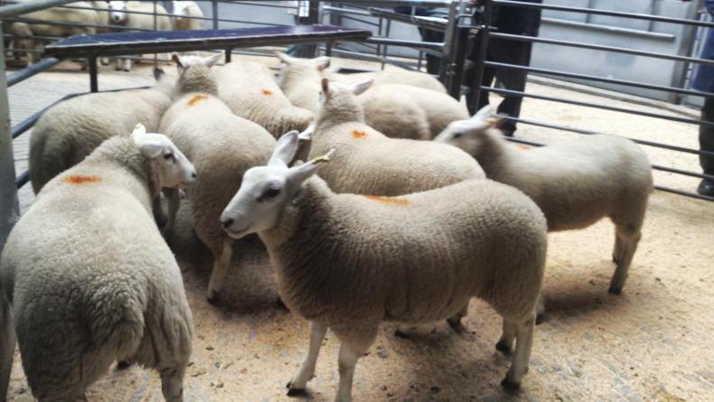 UK sheep throughput 7% lower week on week UK sheep throughput 7% lower week on week