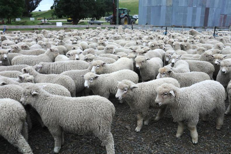 New Zealand sheep production down 14% New Zealand sheep production down 14%