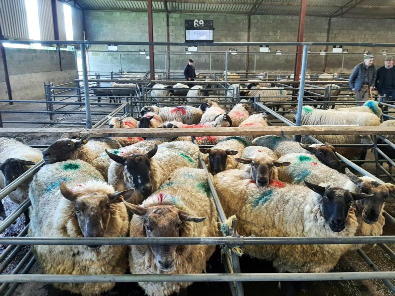 Sheep mart prices: buoyant trade lifting ewe entries Sheep mart prices: buoyant trade lifting ewe entries