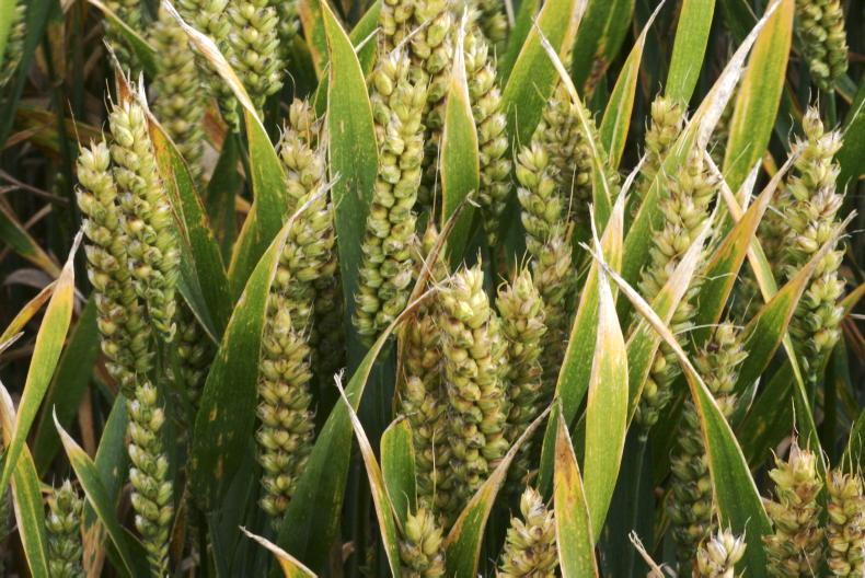 Inform your decision on gene editing at Cork event Inform your decision on gene editing at Cork event