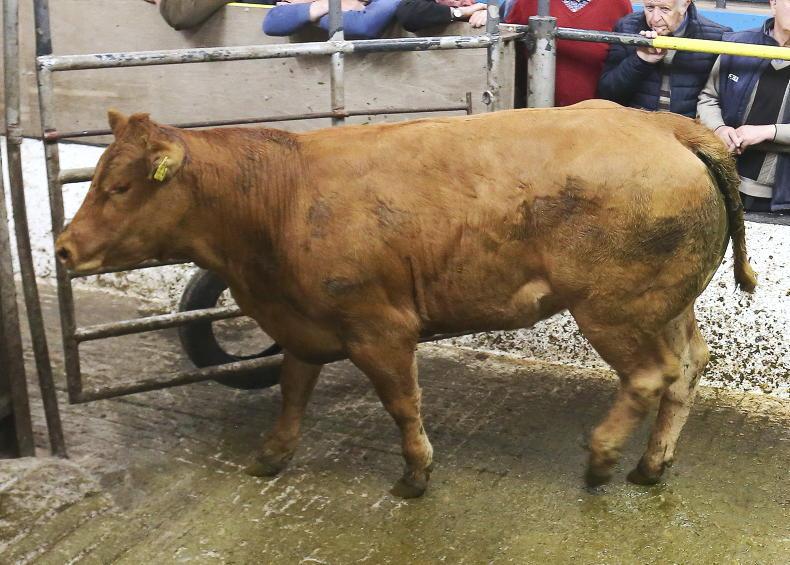 MartBids Database: plainer dry cows a little easier MartBids Database: plainer dry cows a little easier