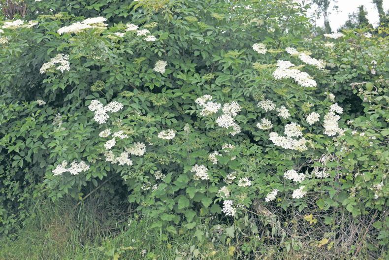 A week in the country: feeding contractors, elder and a vintage tractor A week in the country: feeding contractors, elder and a vintage tractor