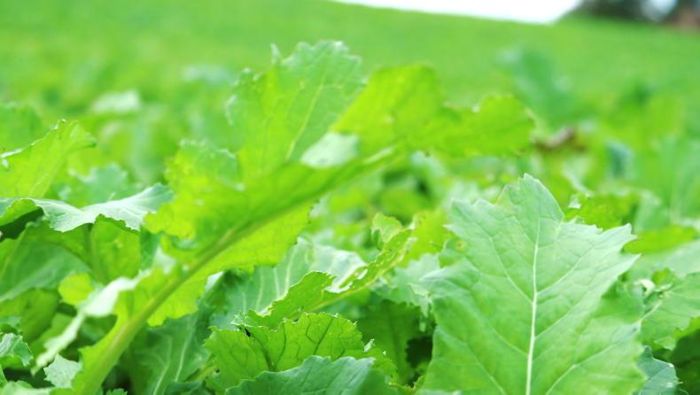 Tillage podcast: growing fodder for livestock, markets and weather Tillage podcast: growing fodder for livestock, markets and weather