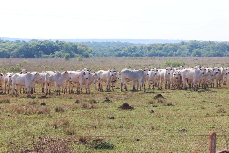 Brazilian beef production to increase by 35% Brazilian beef production to increase by 35%