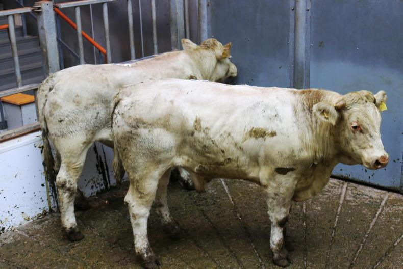 In pictures: solid trade for 1,000 cattle in Kilkenny Mart In pictures: solid trade for 1,000 cattle in Kilkenny Mart
