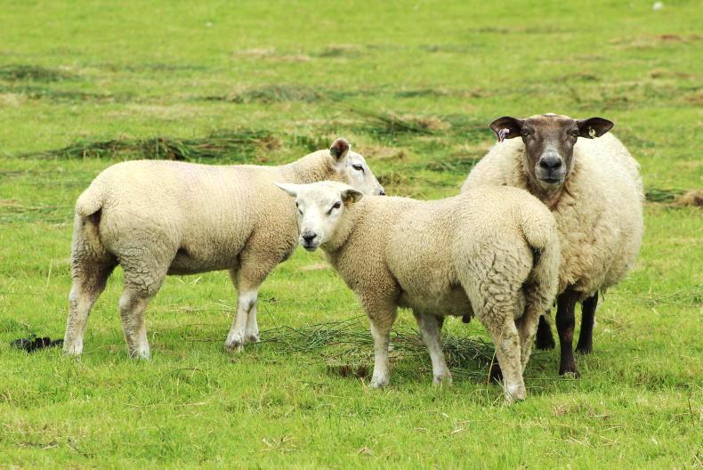 NI Sheep Programme: drafting spring lambs under way NI Sheep Programme: drafting spring lambs under way