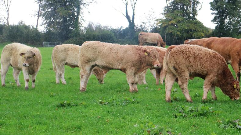 Beef Management: scanning problem cows and grass growth issues Beef Management: scanning problem cows and grass growth issues