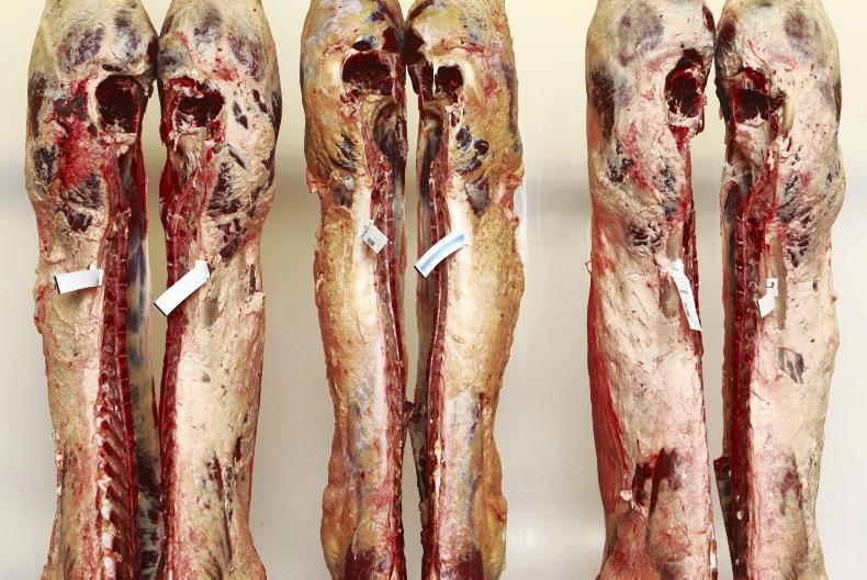 Beef Trends: finishers rebuffing factory price pressure Beef Trends: finishers rebuffing factory price pressure