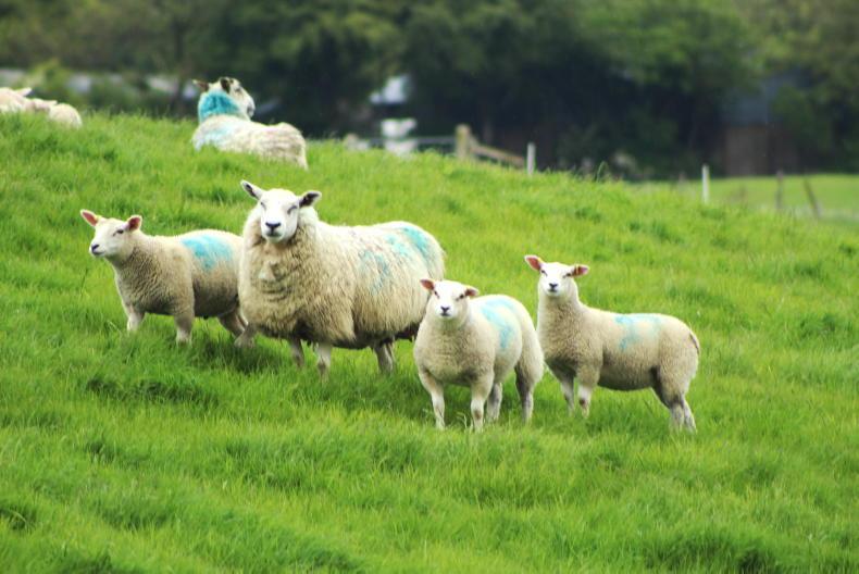 NI lamb quotes down as numbers rise NI lamb quotes down as numbers rise
