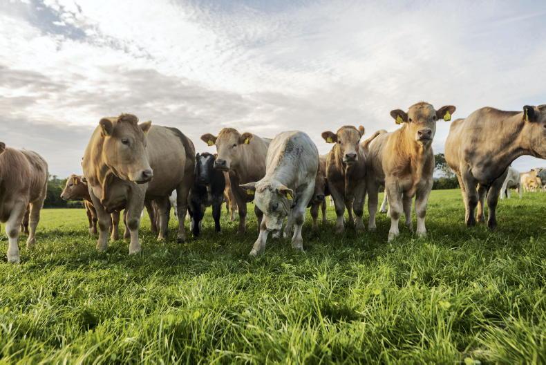 EU and UK trade dynamics driving beef price surge EU and UK trade dynamics driving beef price surge