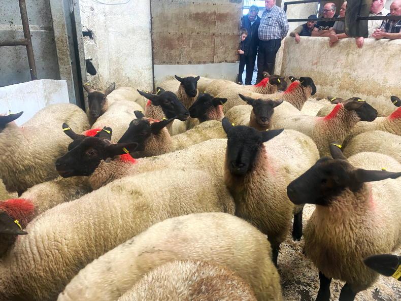 Watch: fat lambs back €6 to €7 in Manorhamilton Mart Watch: fat lambs back €6 to €7 in Manorhamilton Mart