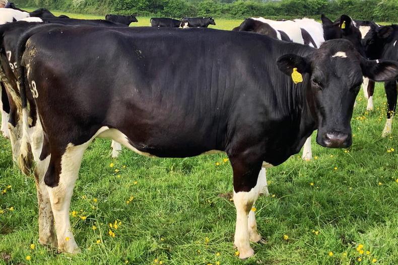 Farmer Writes: phenomenal prices being paid for milking cows Farmer Writes: phenomenal prices being paid for milking cows