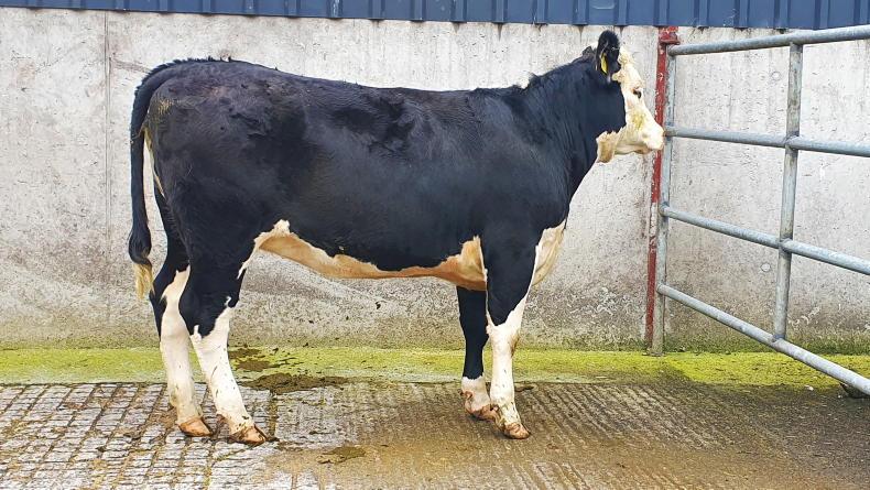 Can CBVs deliver for dairy beef farmers? Can CBVs deliver for dairy beef farmers?