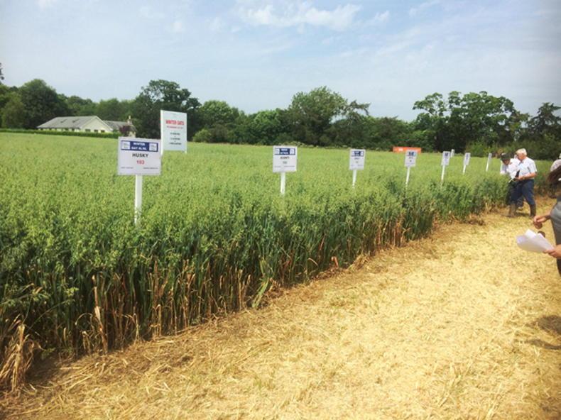 Stalwart of cereal varieties to retire
Stalwart of cereal varieties to retire