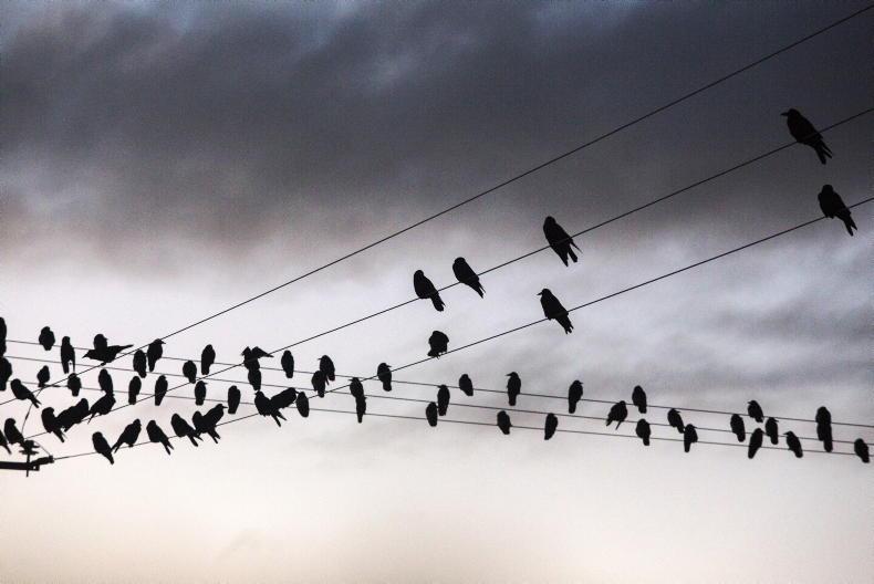 NI news round-up: tax bills and bird control NI news round-up: tax bills and bird control