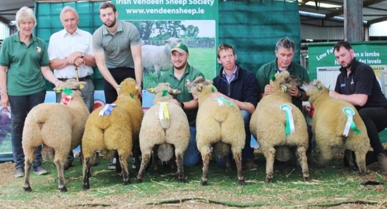 Rams hit €1,100 at Vendéen premier Rams hit €1,100 at Vendéen premier