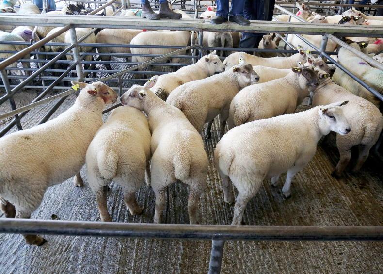 Sheep mart prices: entries much lower week-on-week Sheep mart prices: entries much lower week-on-week