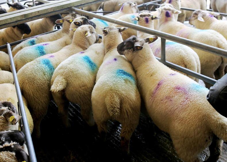 Bumper sheep kill Bumper sheep kill