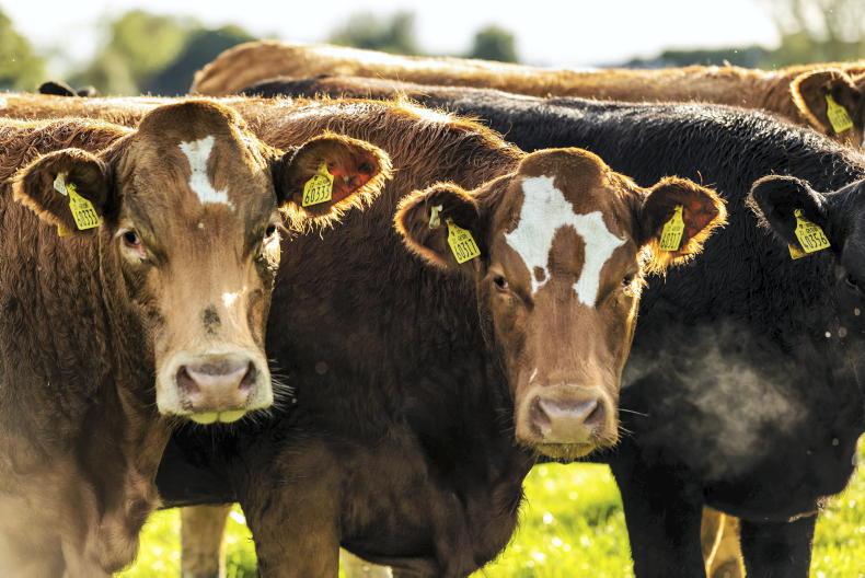 Tullamore Farm the story so far Free