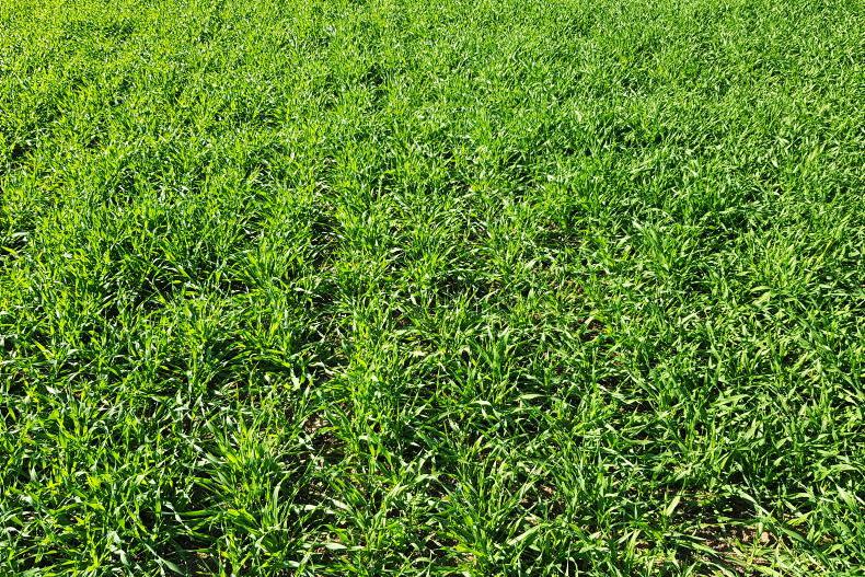 Did you fail to apply for the Tillage Incentive Scheme? Did you fail to apply for the Tillage Incentive Scheme?