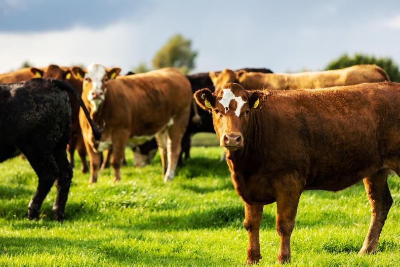 We’re ‘under attack’ from environmentalists – farmers We’re ‘under attack’ from environmentalists – farmers