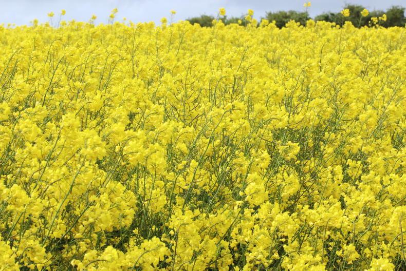 Winter oilseed rape a good option for the autumn Winter oilseed rape a good option for the autumn