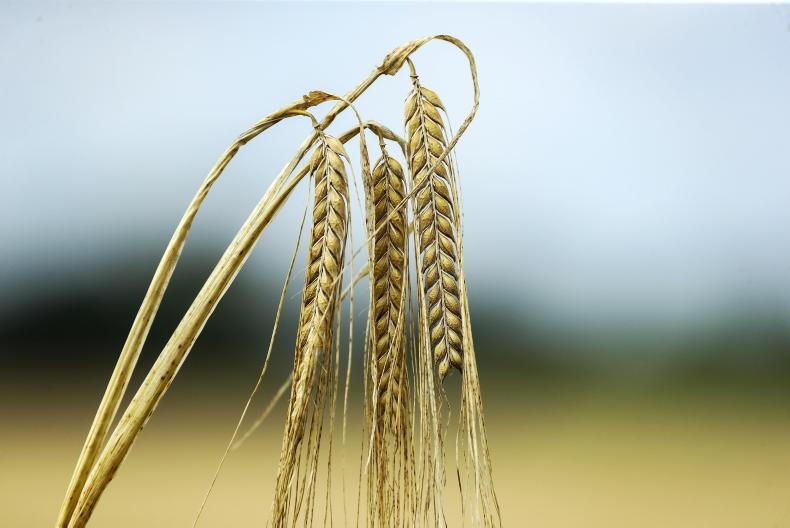 BASF and Boortmalt to improve carbon footprint of barley BASF and Boortmalt to improve carbon footprint of barley