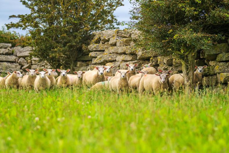 Factories cut €4m from sheep farmers in a month – ICSA Factories cut €4m from sheep farmers in a month – ICSA