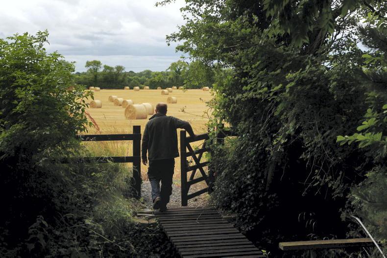 Farmer Writes: Wheat yields not as high as I had hoped Farmer Writes: Wheat yields not as high as I had hoped