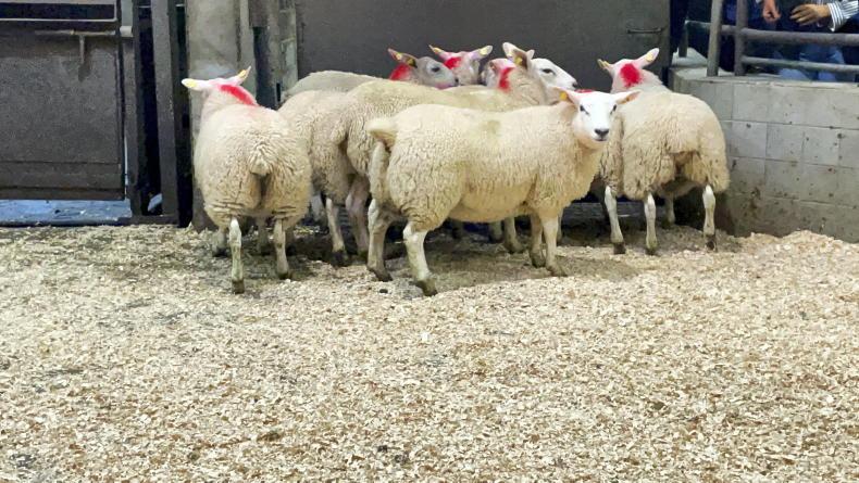 Watch: lambs hit €215/head in Ballyjamesduff Watch: lambs hit €215/head in Ballyjamesduff